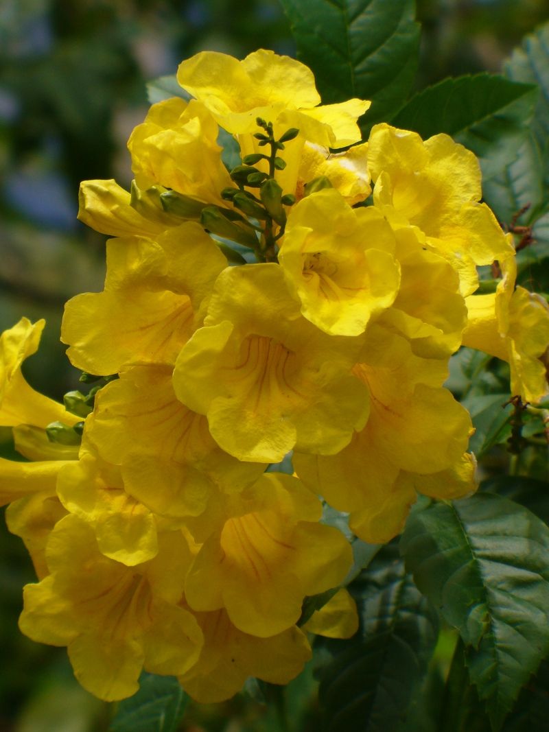 Yellow Bells