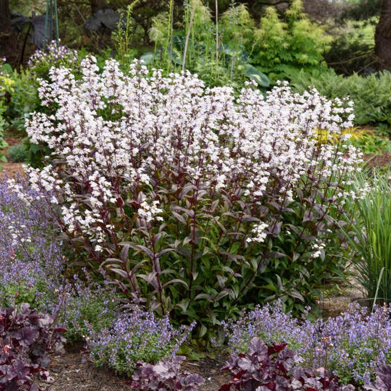 Penstemon