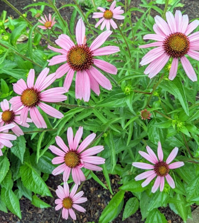 Echinacea (Coneflower)