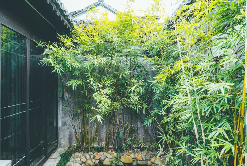 Asian-Inspired Bamboo Grove