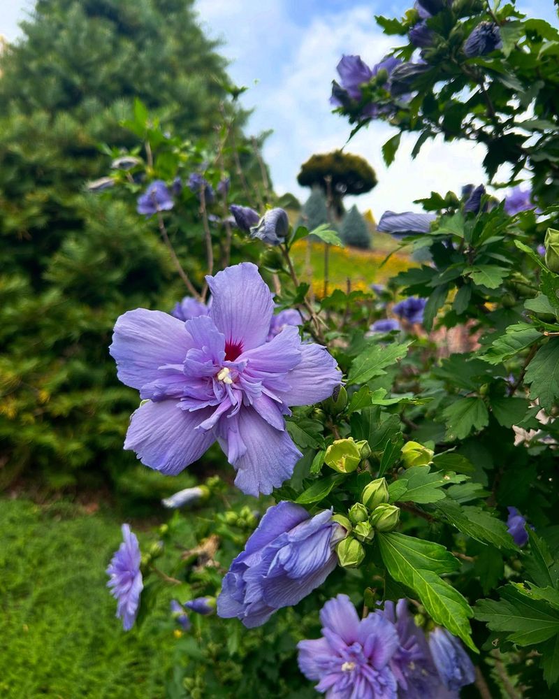 Rose of Sharon (Hibiscus syriacus)