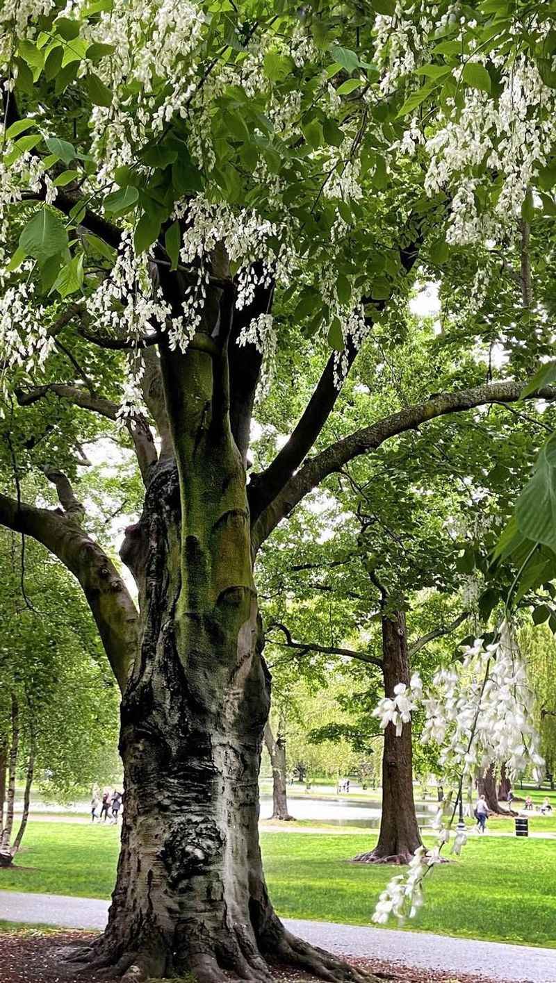 Yellowwood
