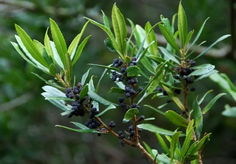Wax Myrtle