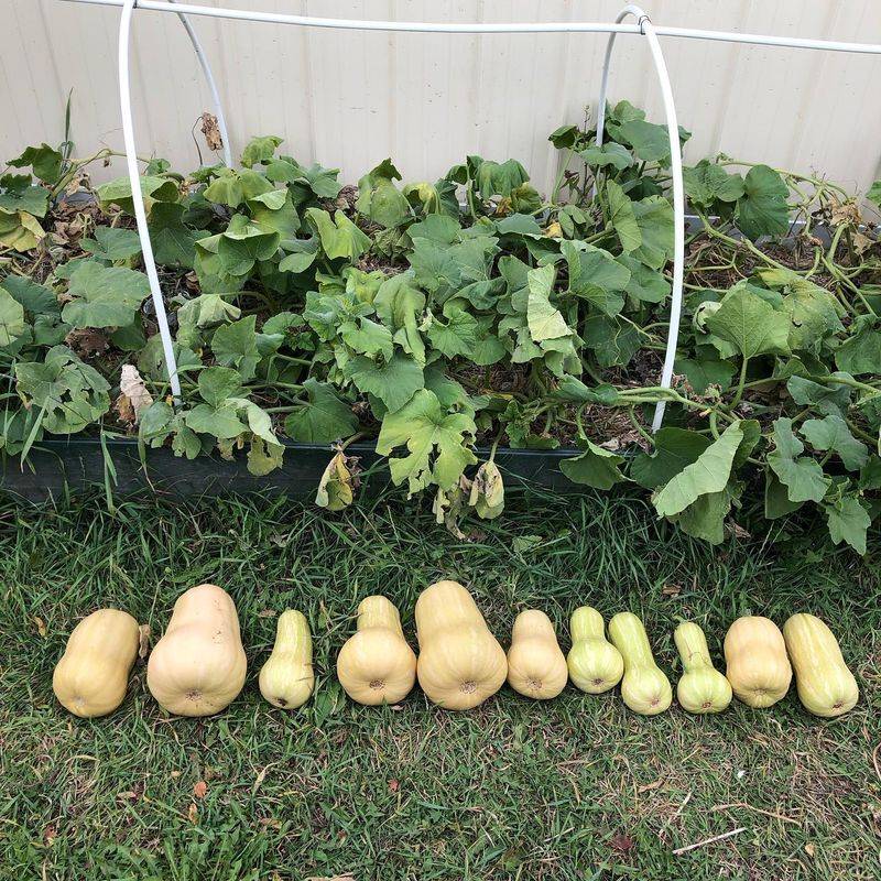 Squash