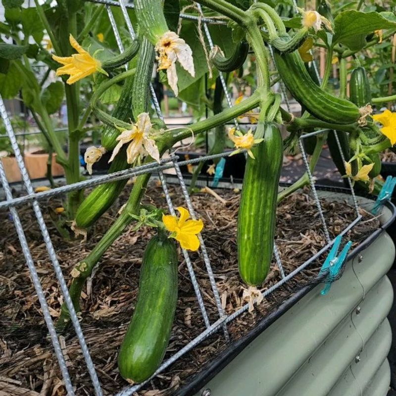 Cucumbers