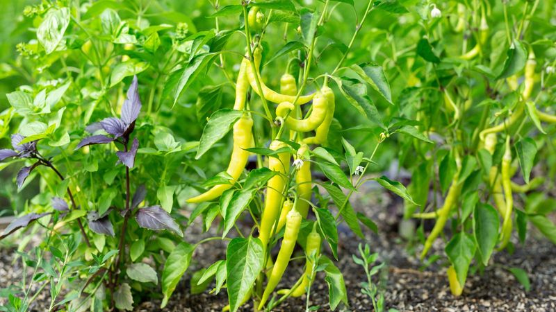 Peppers And Fennel: Flavor Rivals