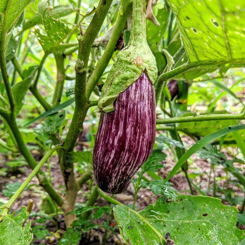 Eggplant Efforts Wasted