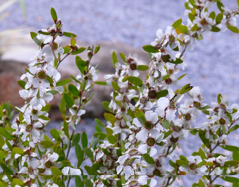 Australian Tea Tree