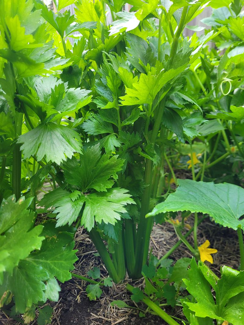 Celery: The Moisture Thief