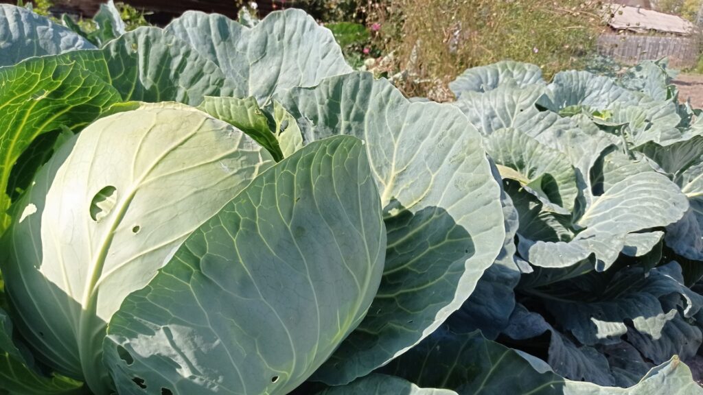 Cabbage plant