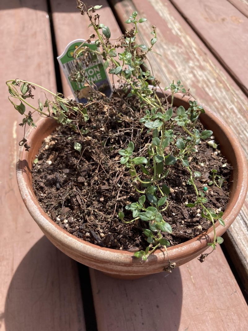 Thyme