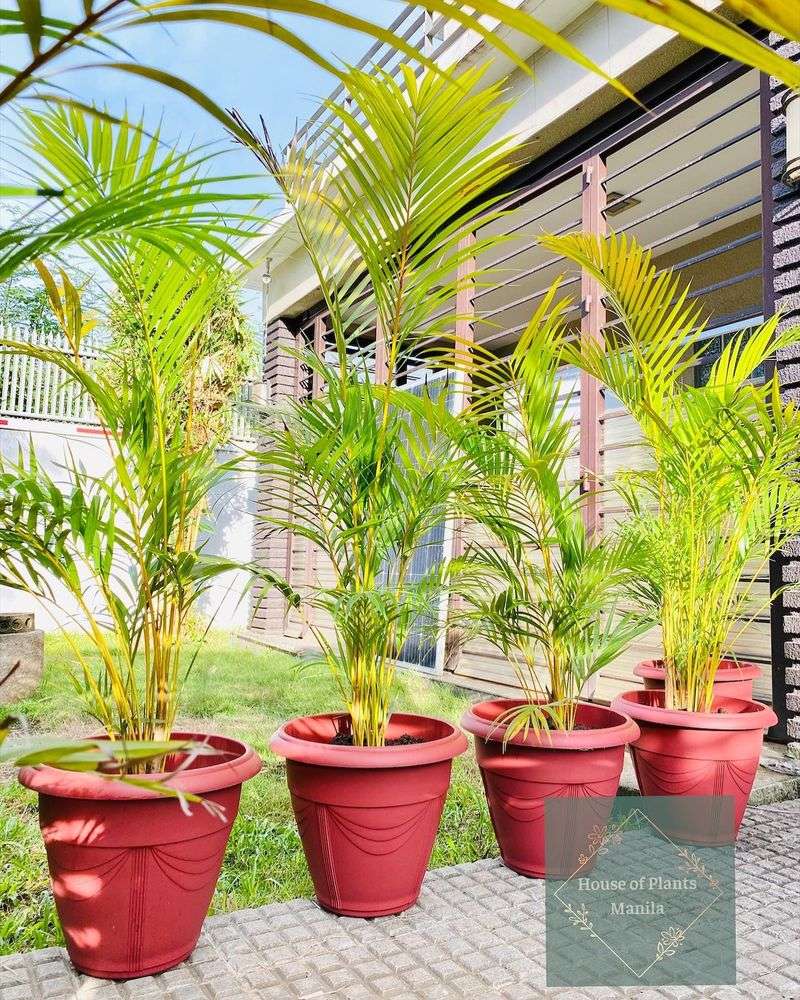 Areca Palm