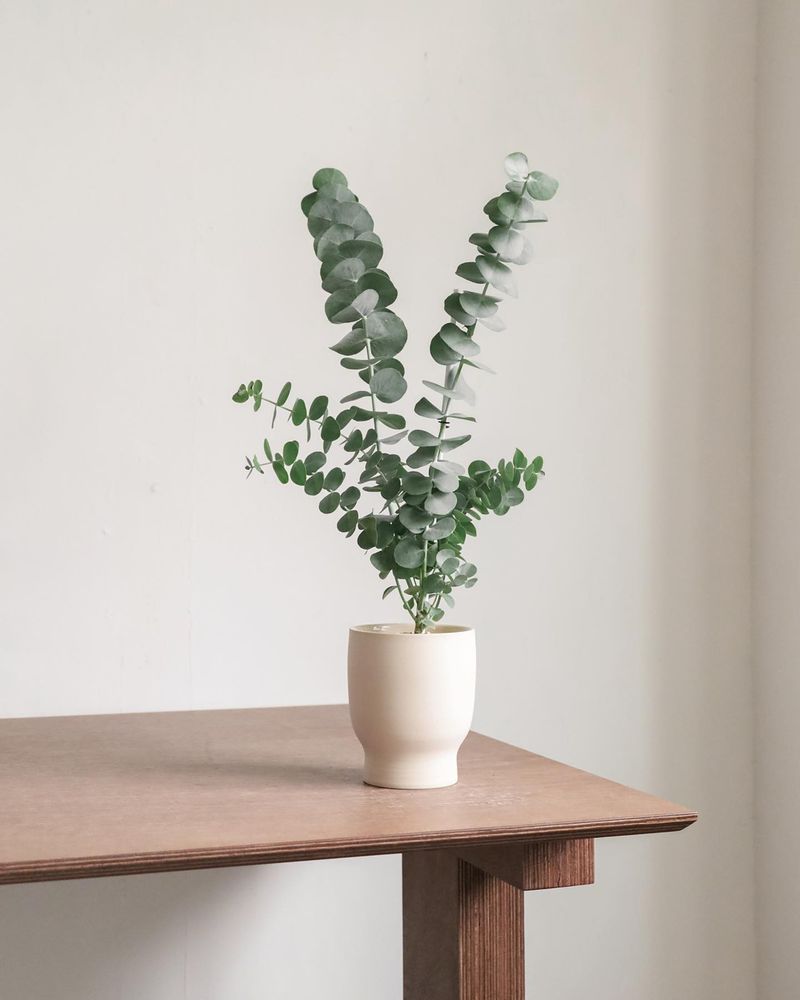 Eucalyptus (Potted Varieties)