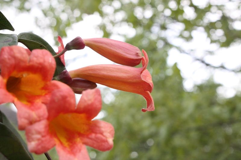 Trumpet Creeper