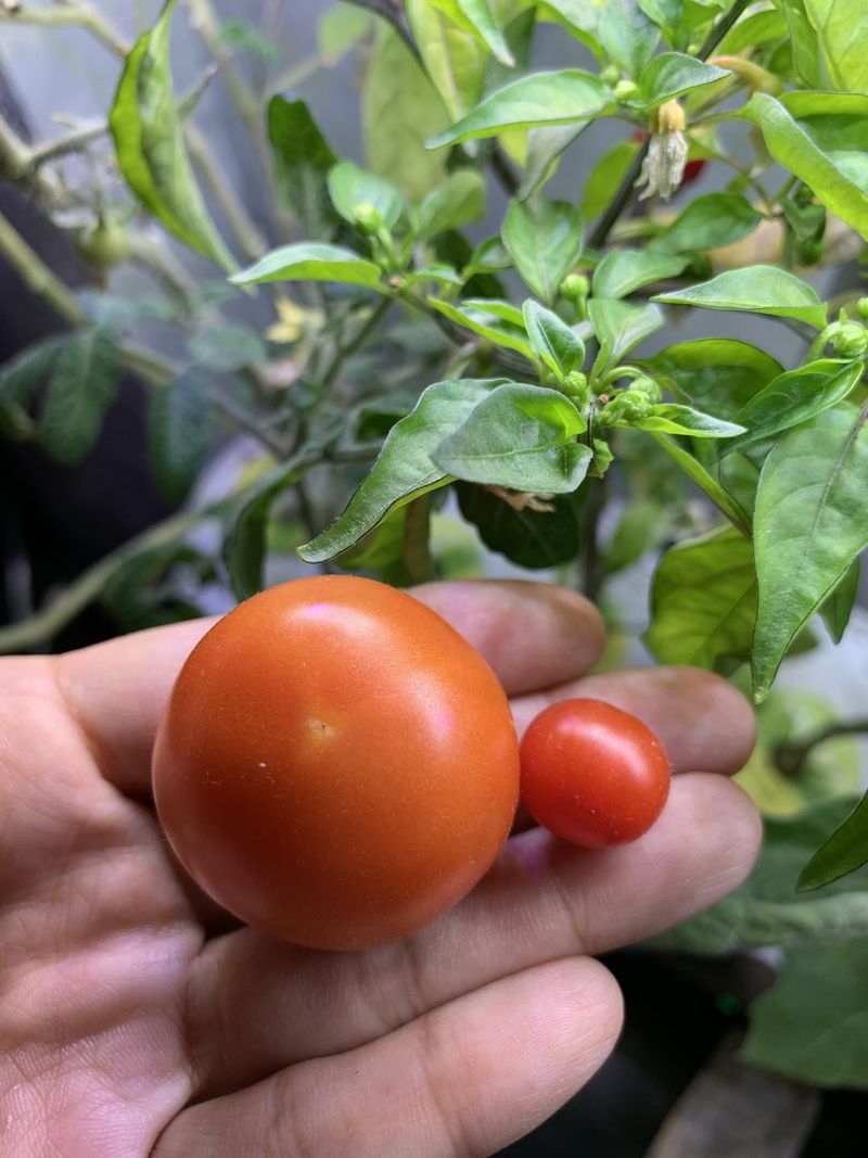 Know Your Tomato Type First