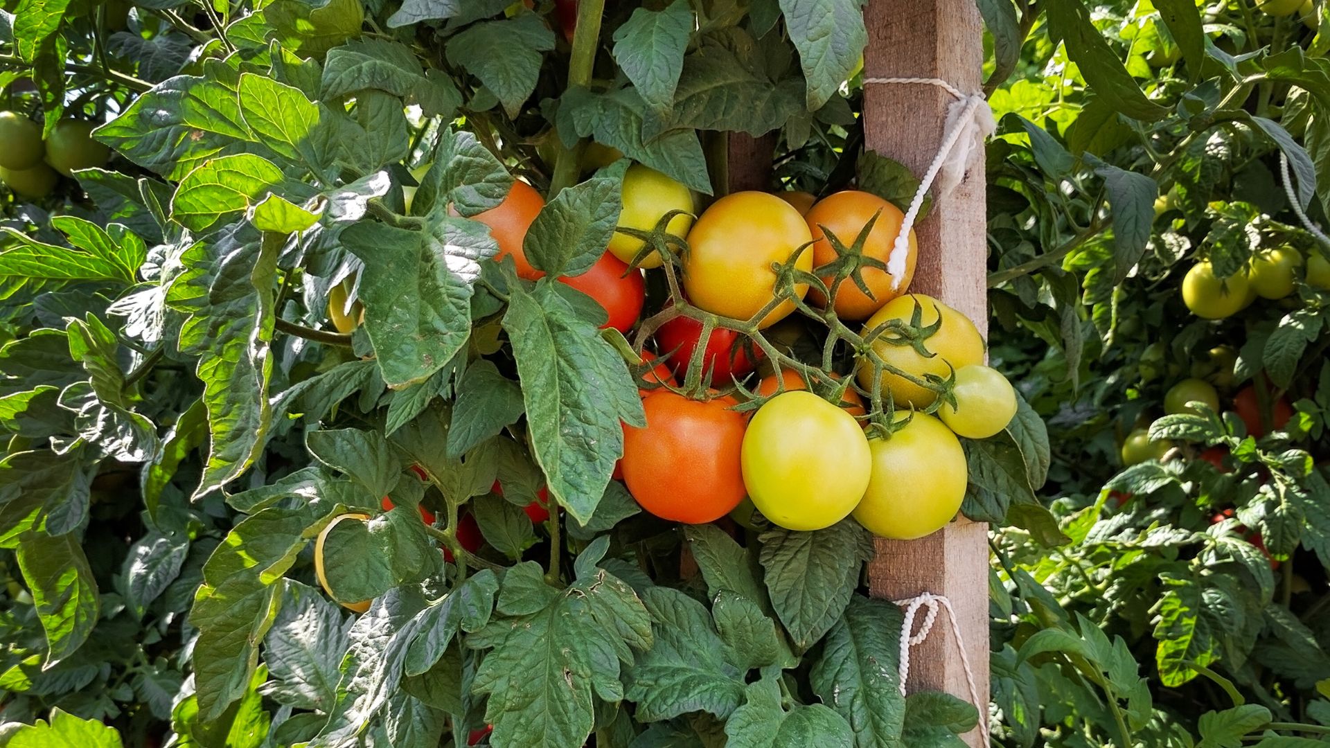 Cages Or Stakes? 15 Tomato Growing Tips That Make The Choice Easier