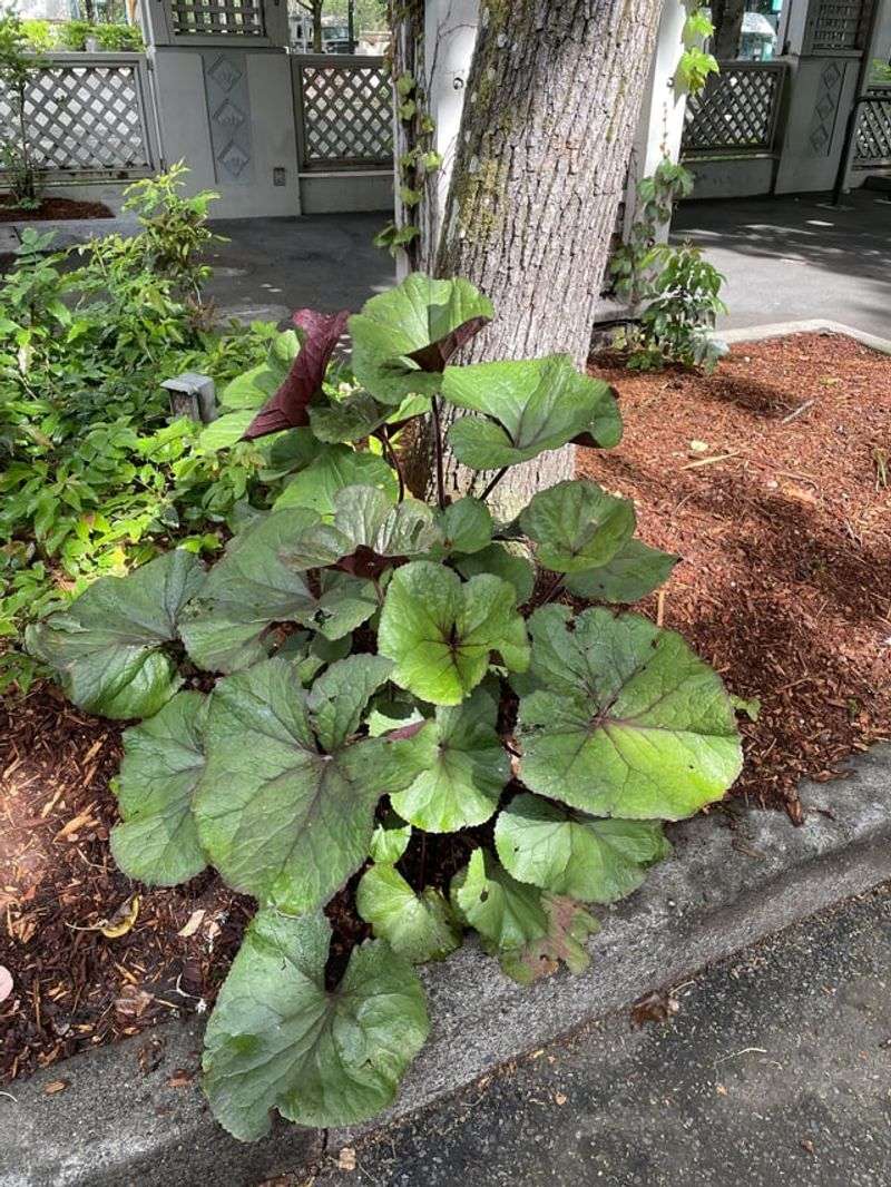 Ligularia