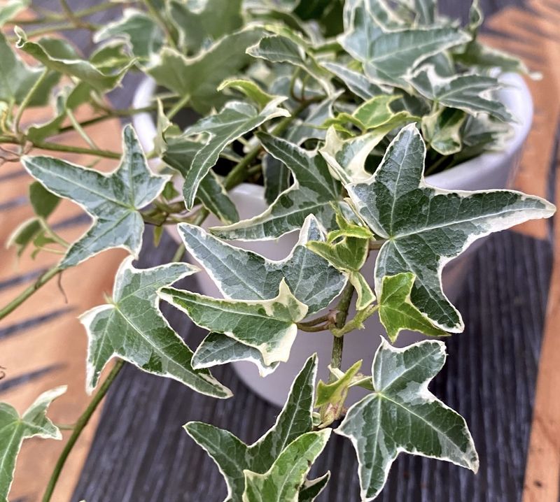 Croatian Ivy
