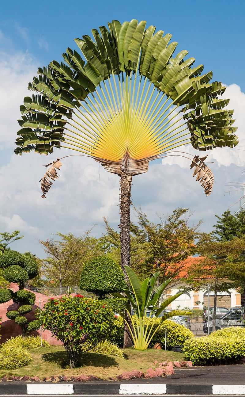 Travelers Palm