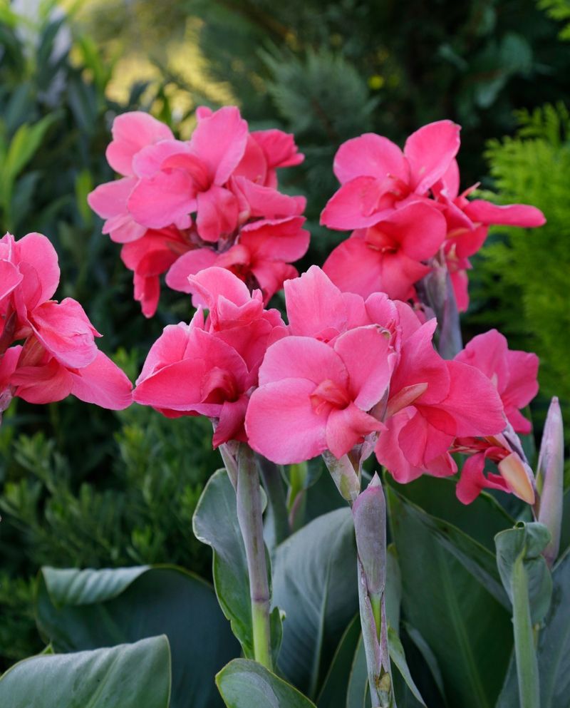Cannas: Bold Tropical Statements