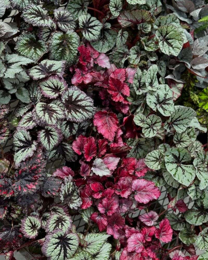 Rex Begonia