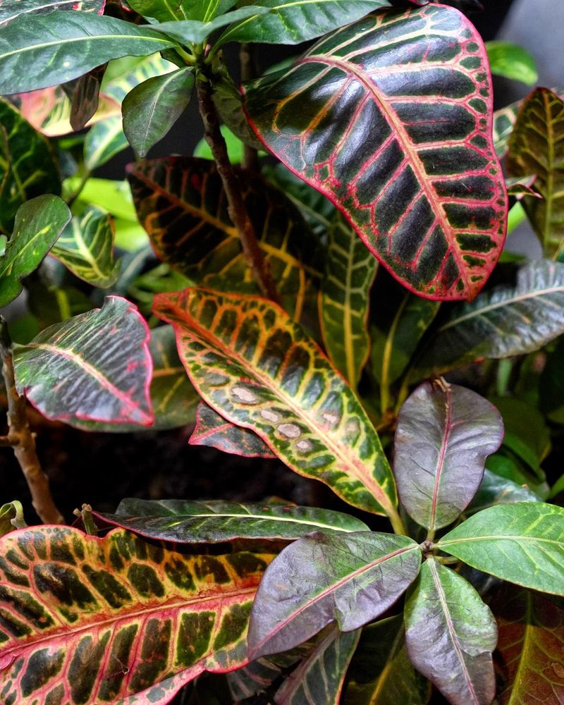 Croton