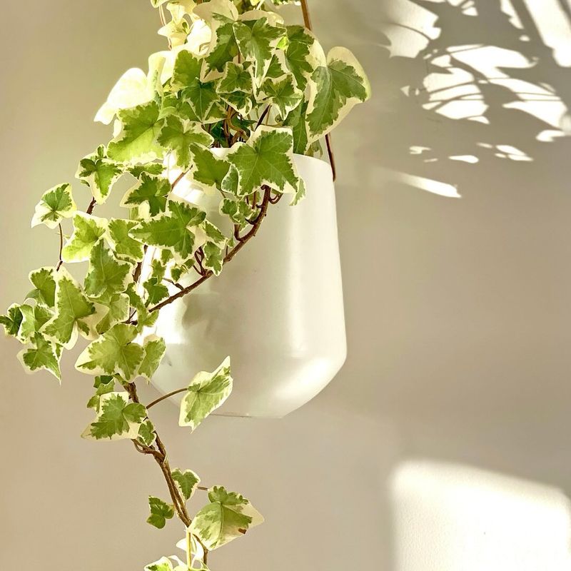 English Ivy