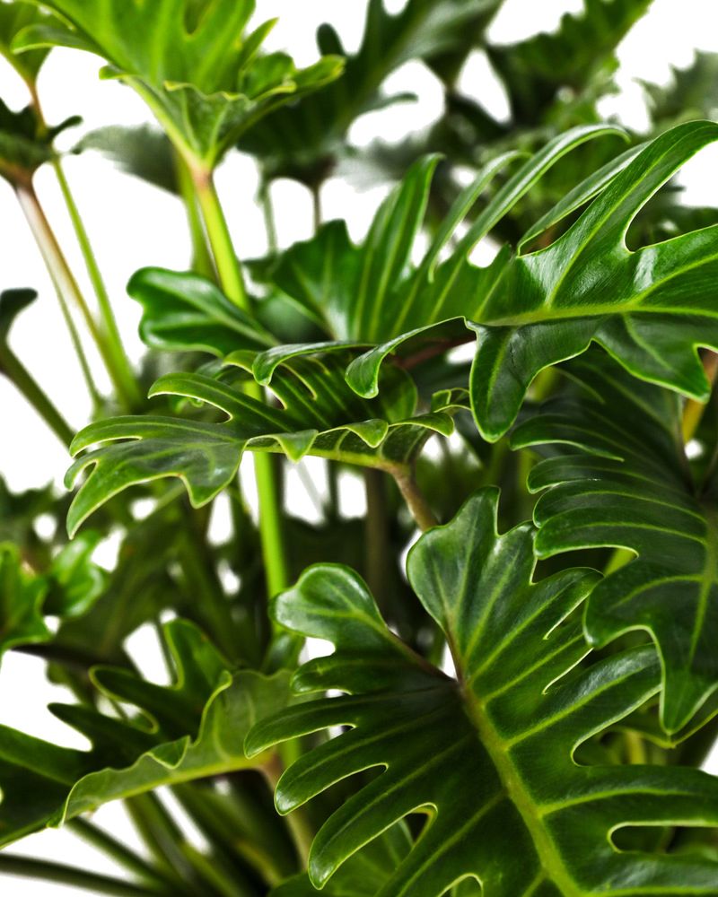 Philodendron 'Xanadu'