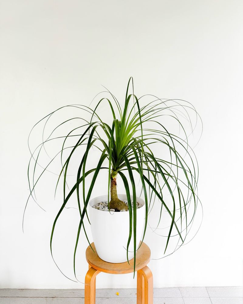 Ponytail Palm