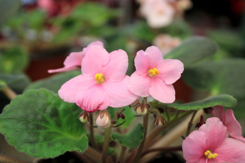 African Violet: The Delicate Bloomer
