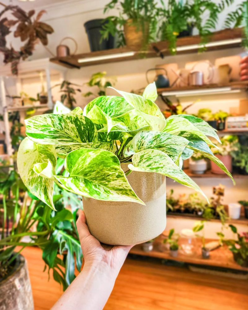 Marble Queen Pothos