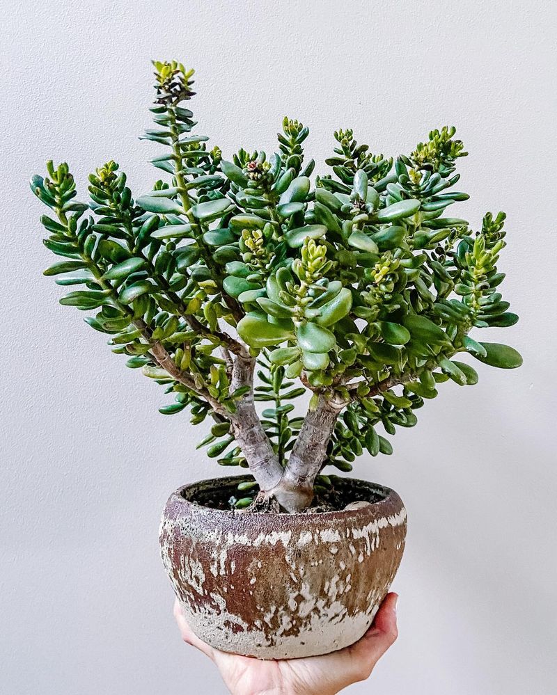 Jade Plant