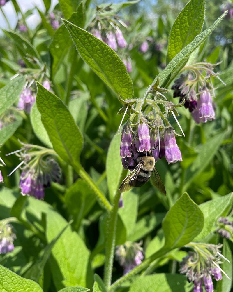 Comfrey
