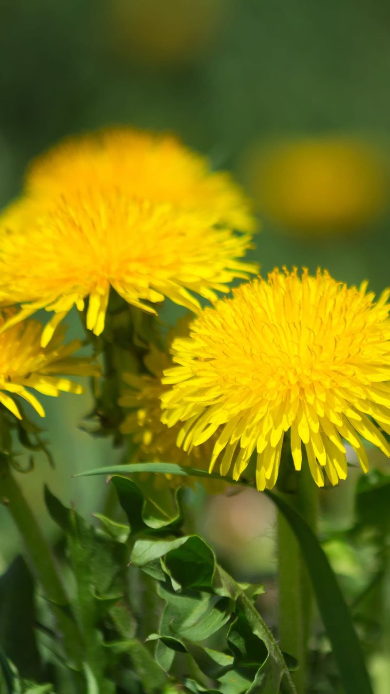Dandelion