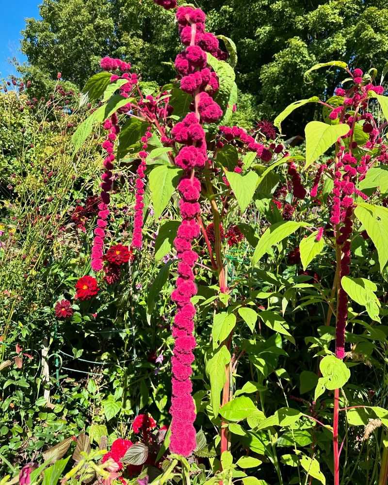 Amaranth
