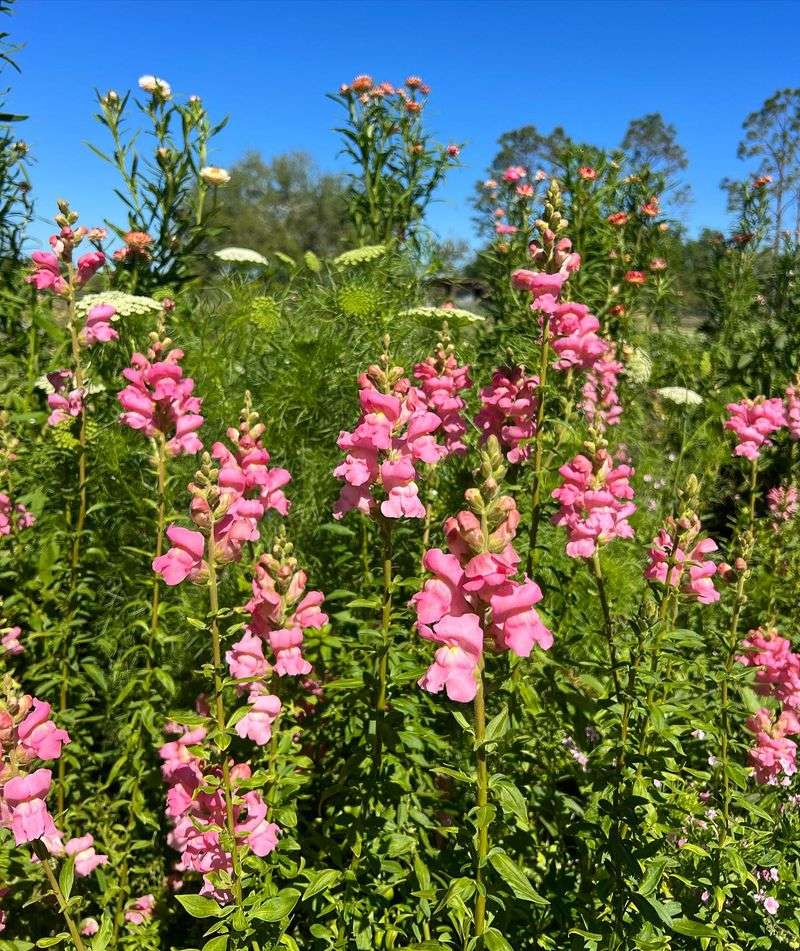 Snapdragons