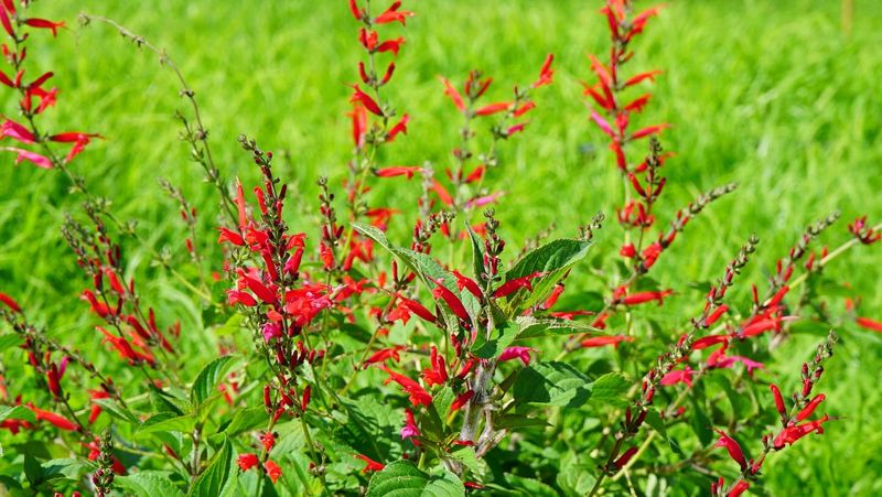 Pineapple Sage