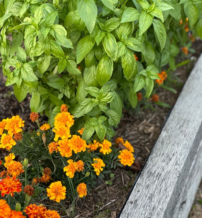 Basil: Flavorful Pest Deterrent