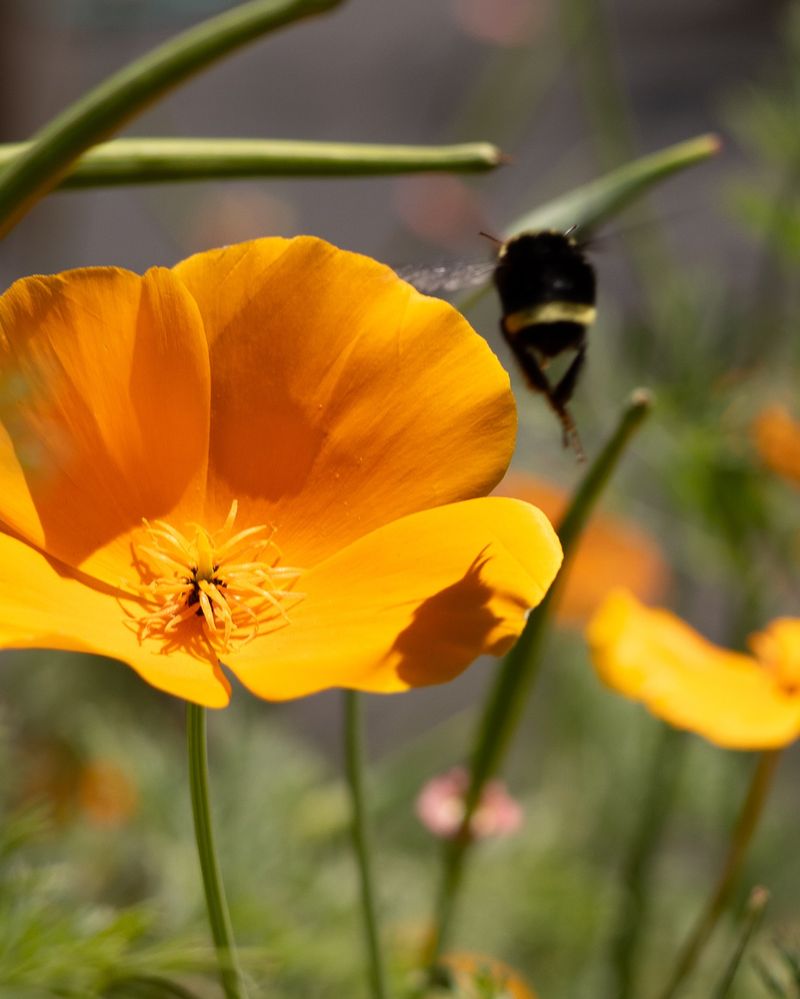 California Poppy (Eschscholzia californica)