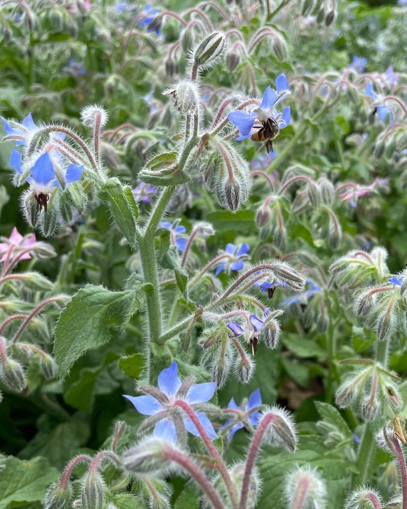 Borage: Blue Stars With Cucumber Flavor