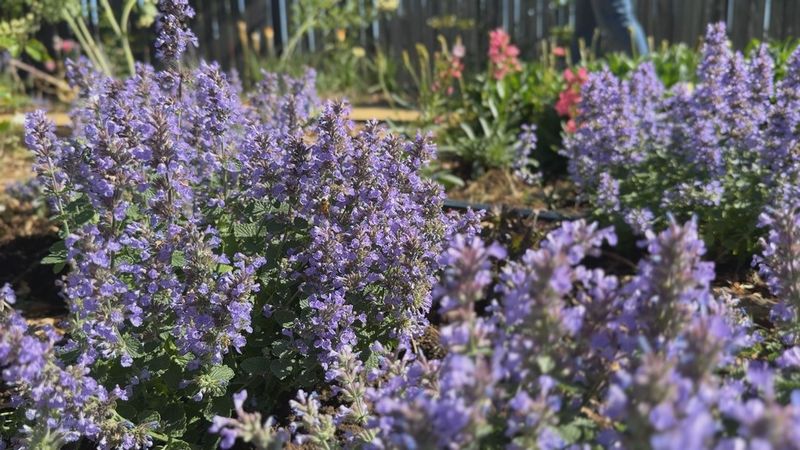Catmint: The Indestructible Performer