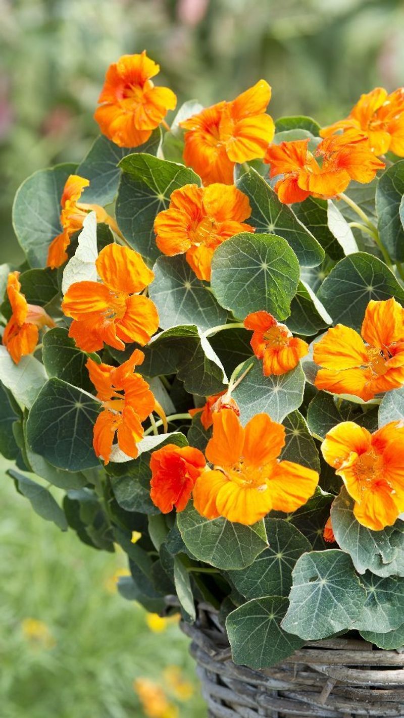 Nasturtiums