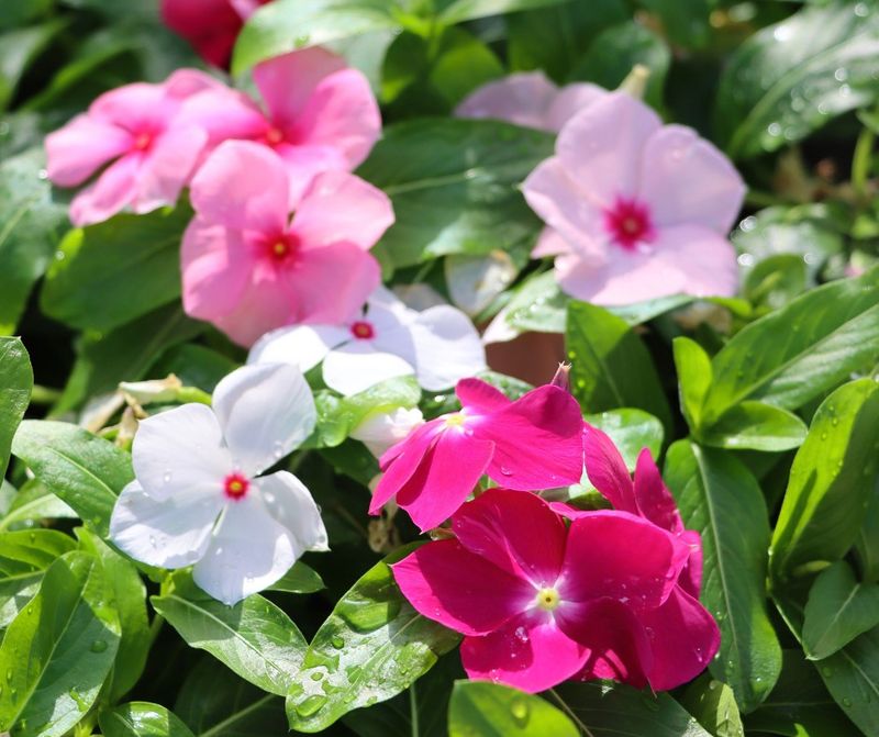 Vinca