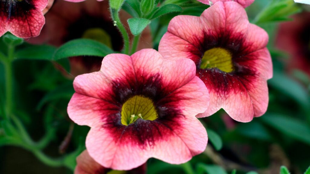 Calibrachoa