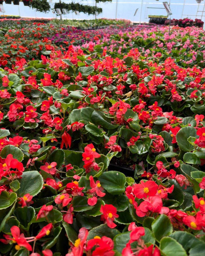 Begonia Brilliance