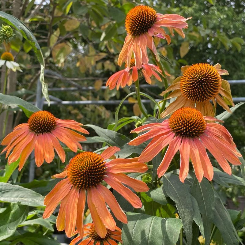 Echinacea (Coneflower)