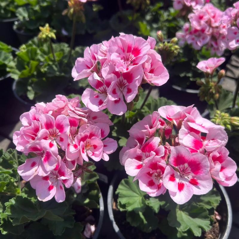 Geranium (Pelargonium)