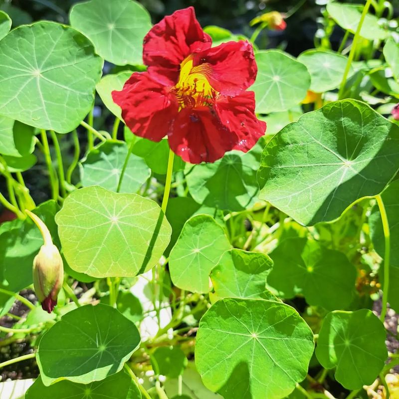 Nasturtiums - Edible Beauty For Containers