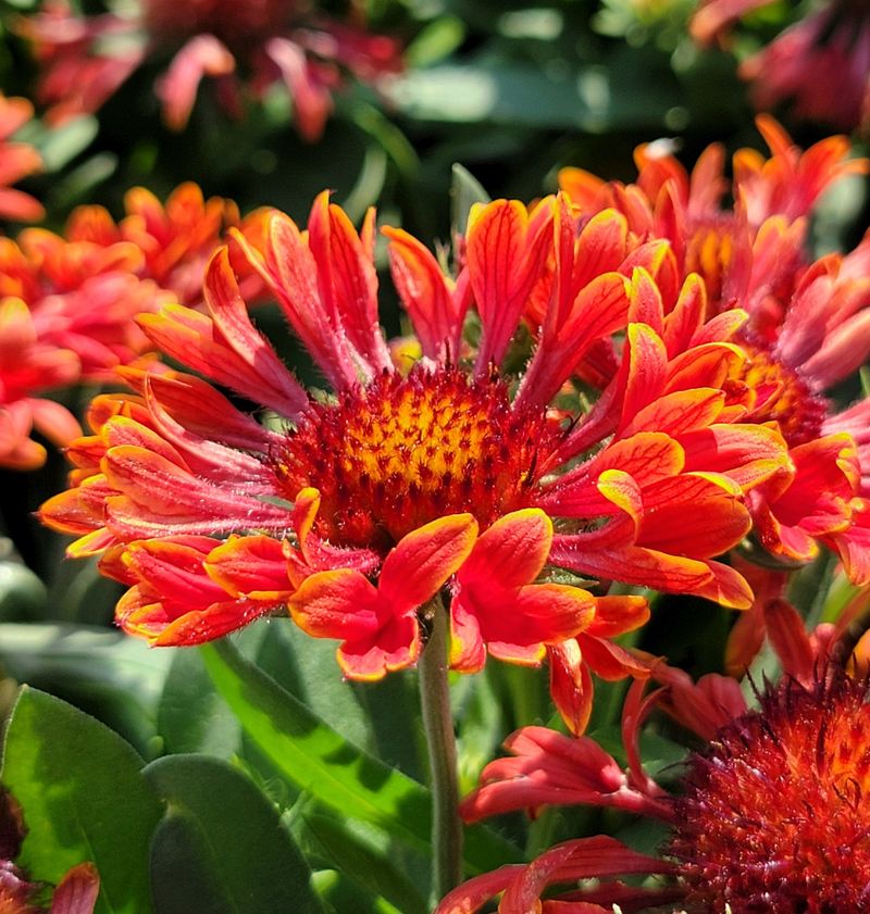 Gaillardia