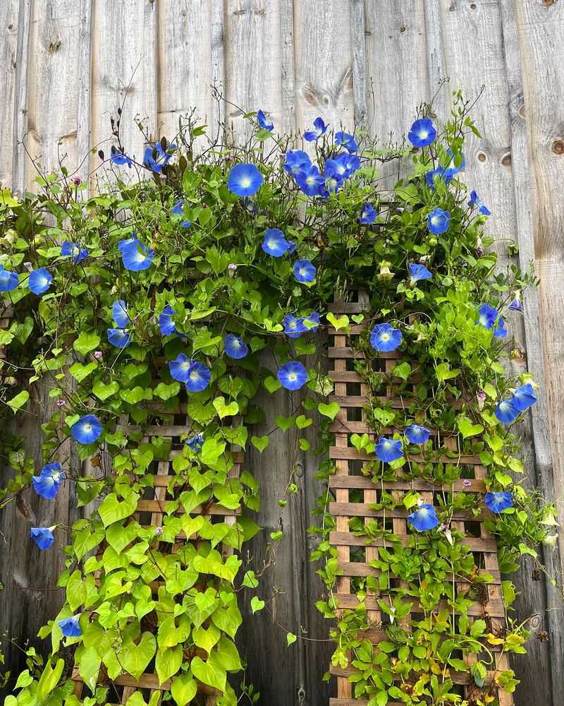 Morning Glories